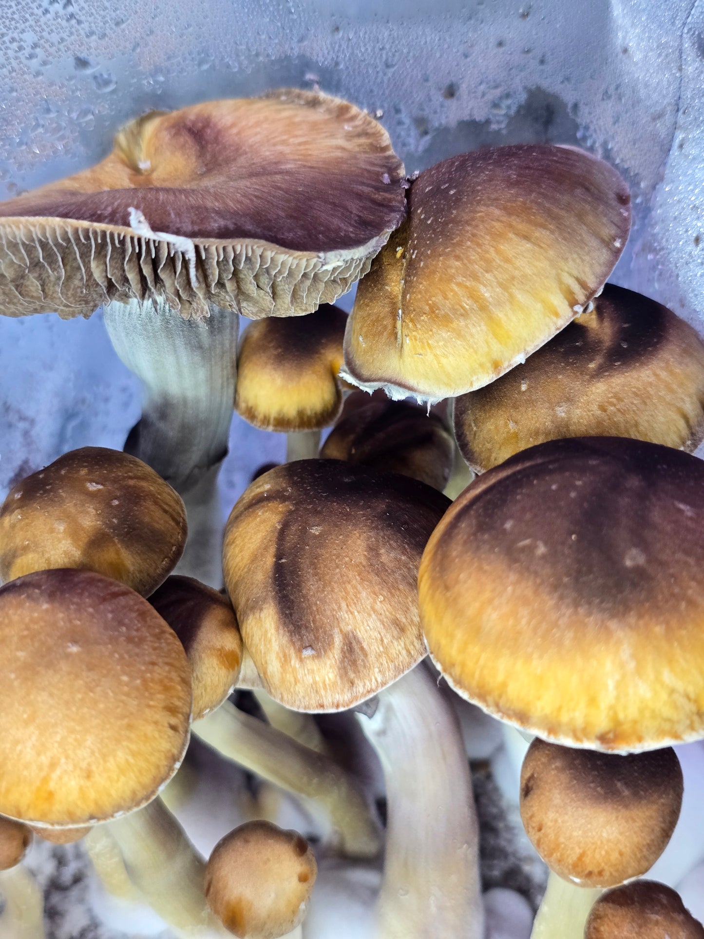 Hisopos de esporas (paquete de 2)