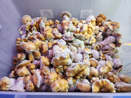 Live Agar Research Culture in 2ml Cryo-Tube