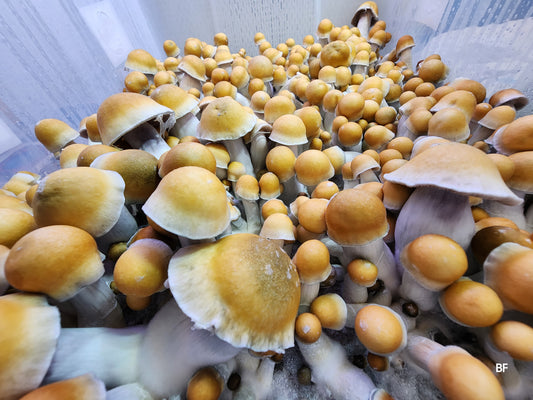 Jeringa de investigación de cultivo líquido de 10 ml