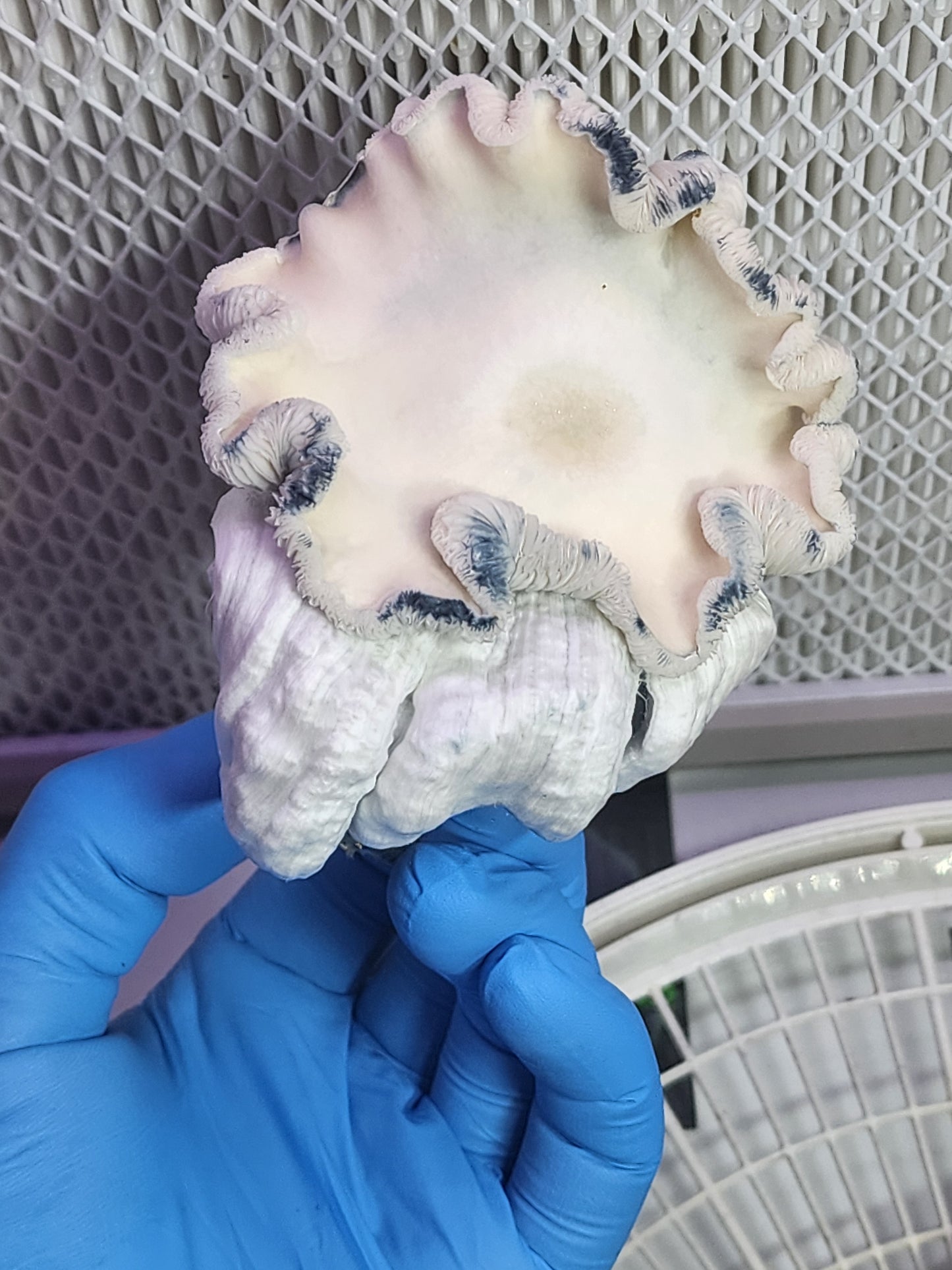 Live Agar Research Culture in 2ml Cryo-Tube