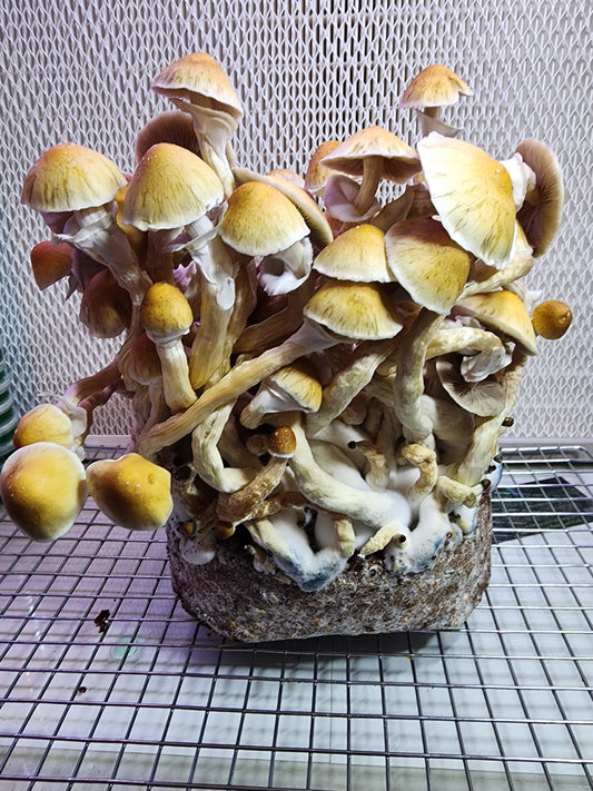 All-in-One Mushroom Grow Bag & LC Combo