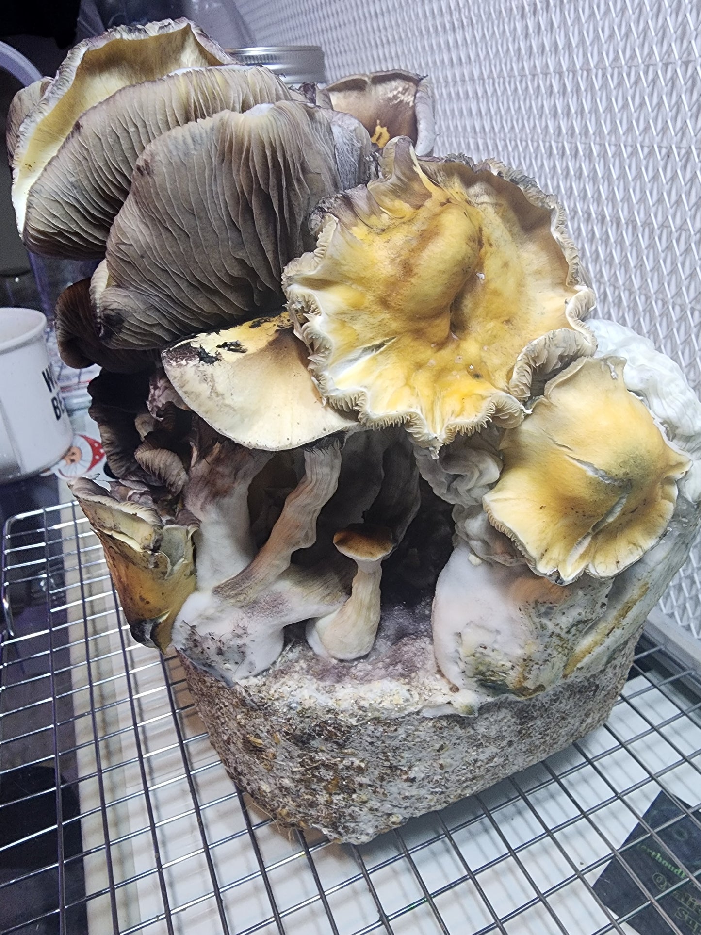 All-in-One Mushroom Grow Bag & LC Combo