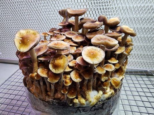 *NEW* BagTek DIY Kit with LC