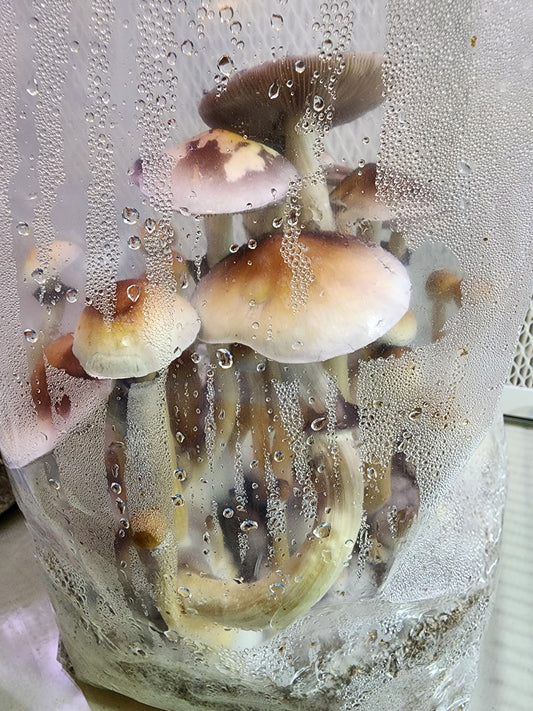 All-in-One Mushroom Grow Bag