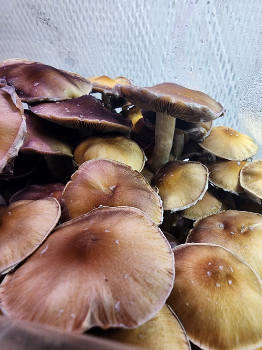 Hisopos de esporas (paquete de 2)