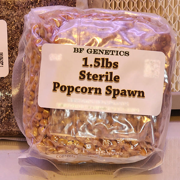 Popcorn Mushroom Spawn