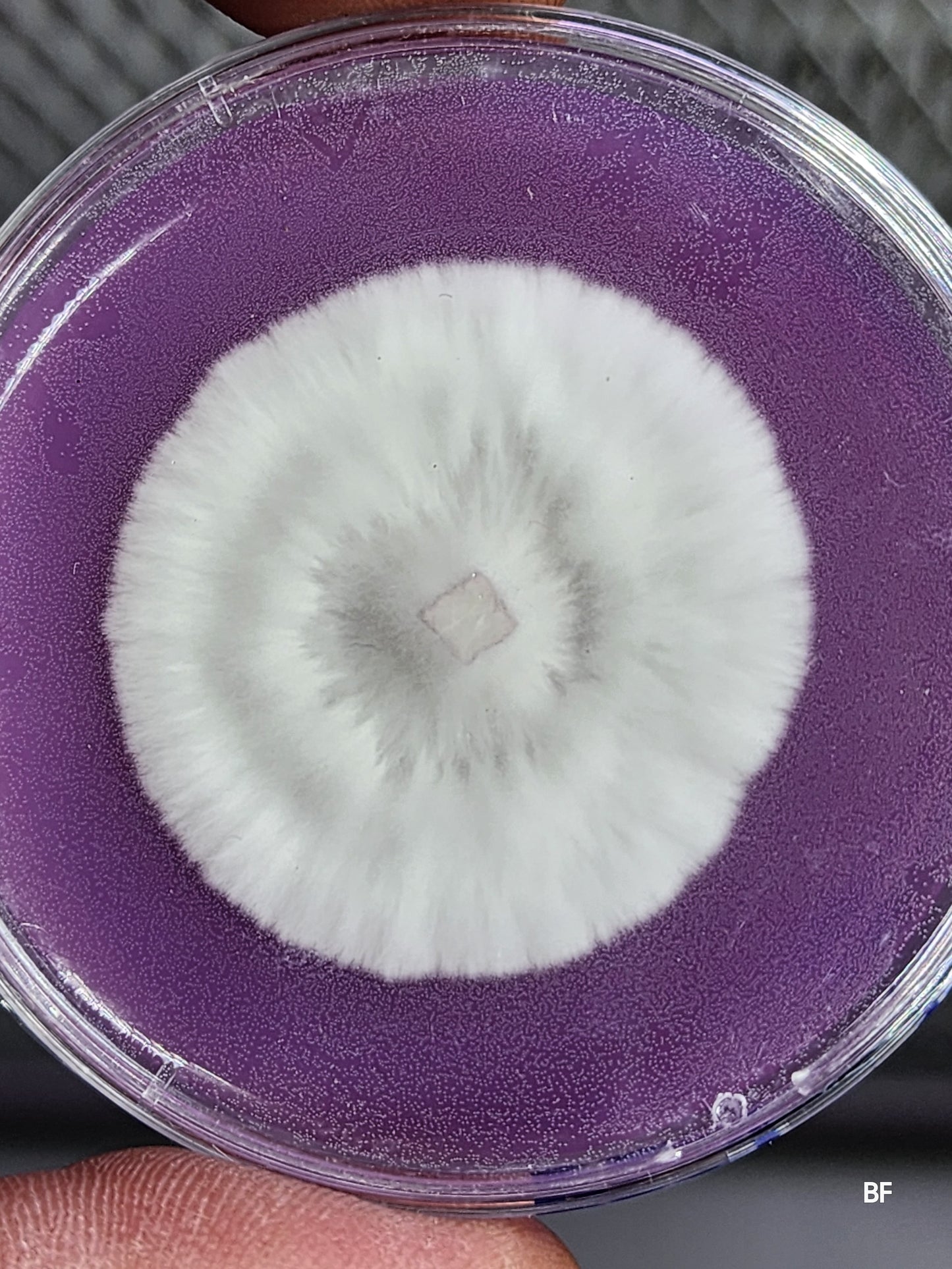 Culture de recherche sur gélose vivante dans Petri 60 mm