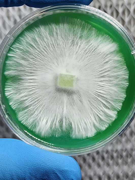 Cultivo de investigación en agar vivo en Petri de 60 mm