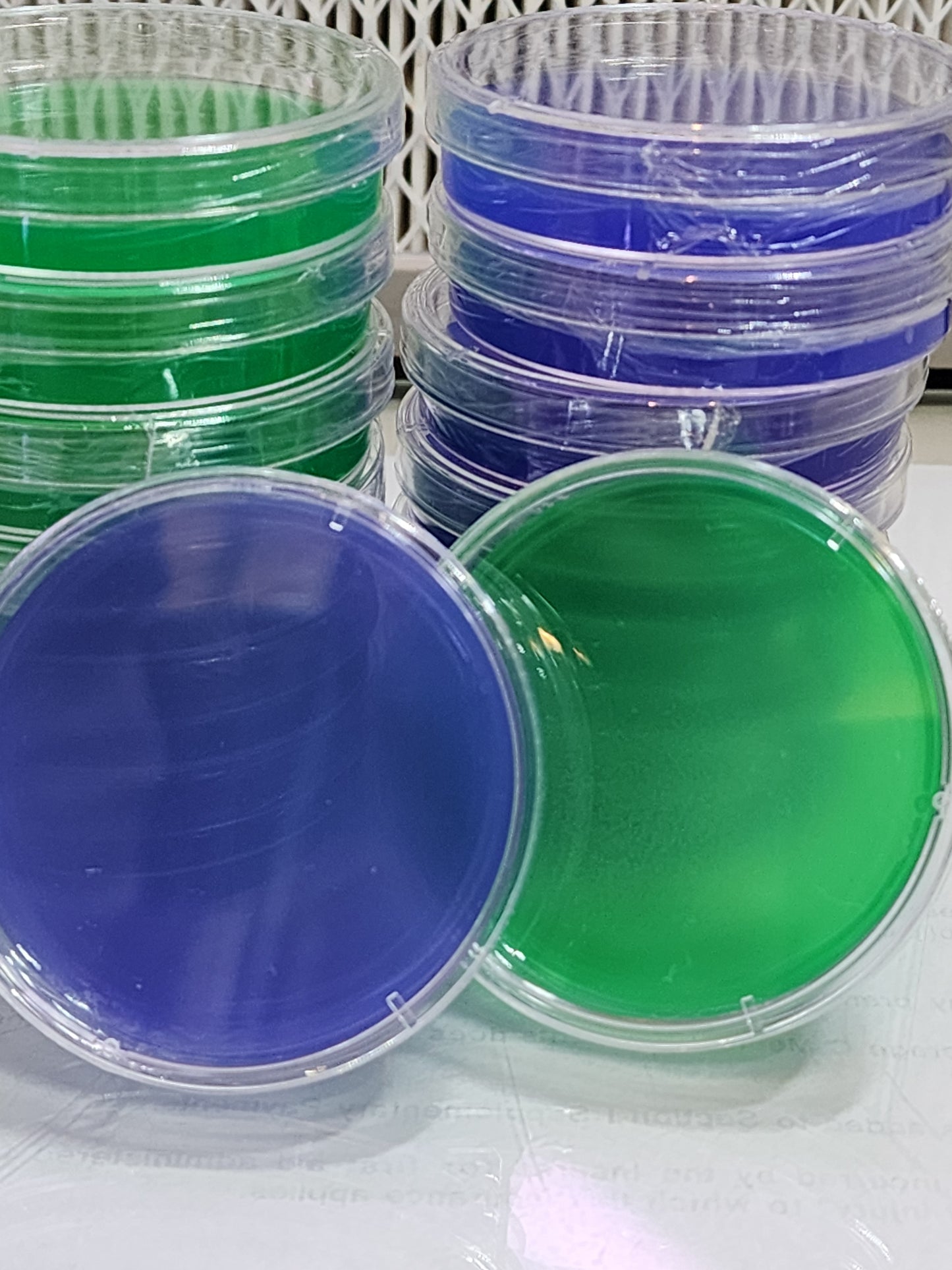 Grain Water Agar Dish / Plate