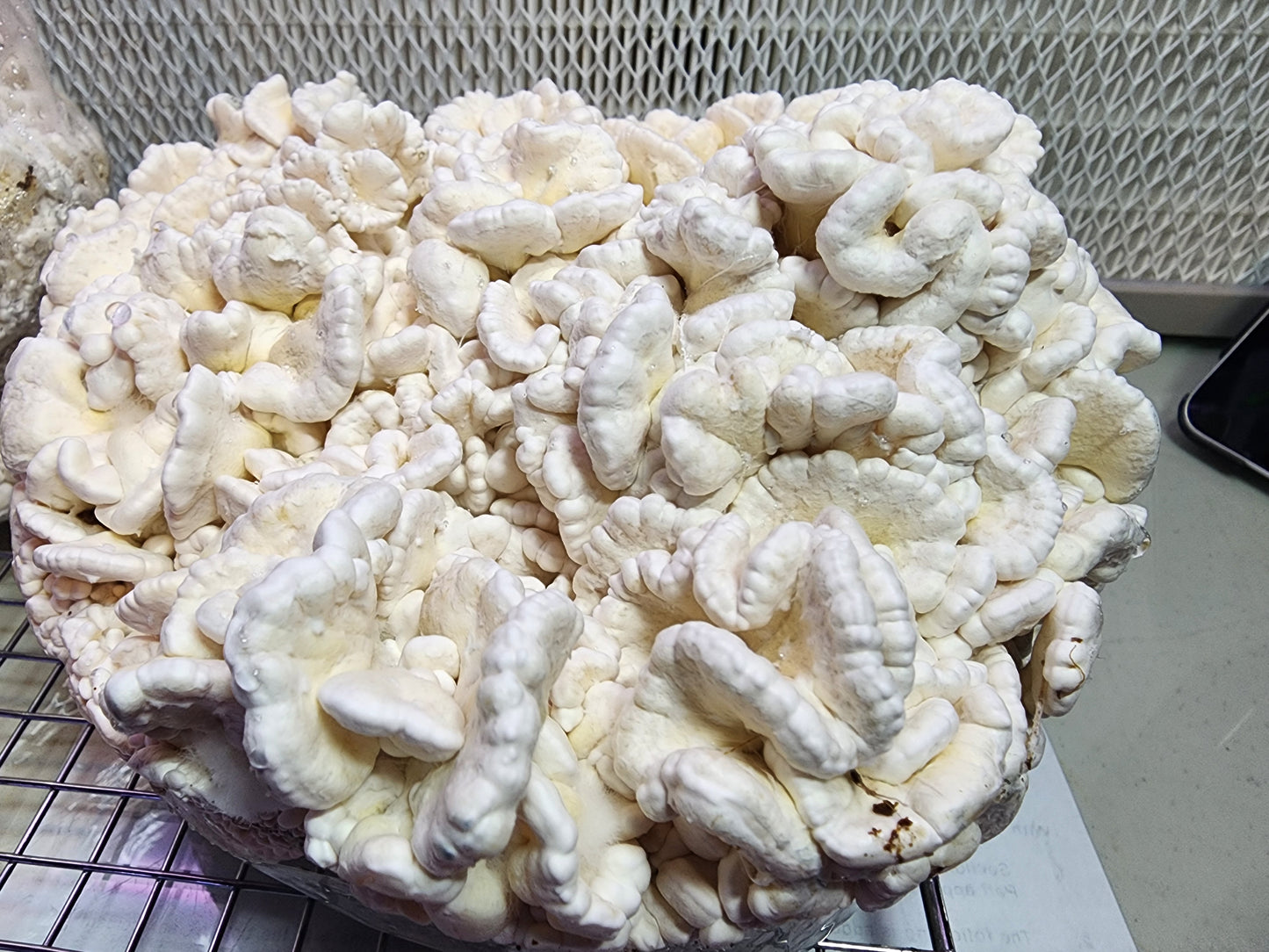 All-in-One Mushroom Grow Bag & LC Combo