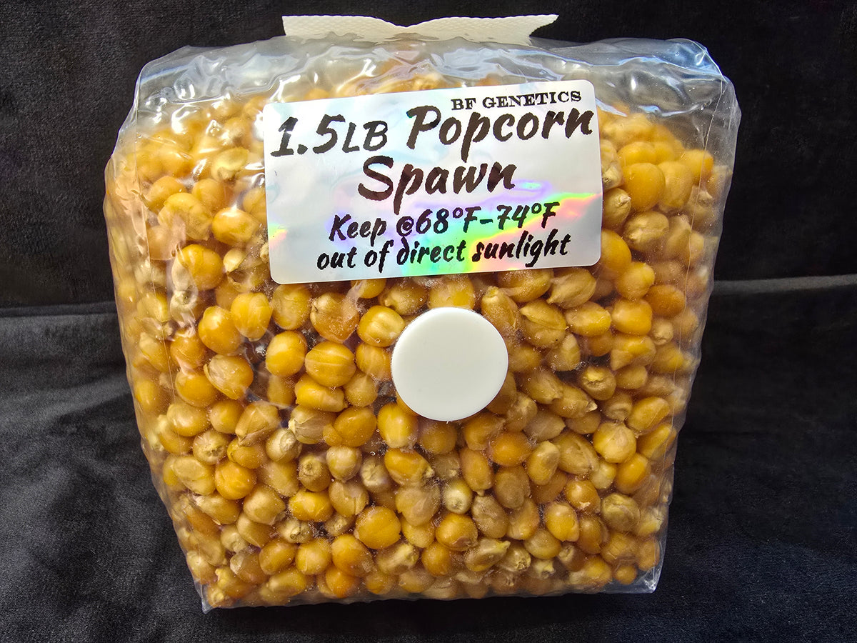 Corn Spawn Popcorn Mushroom Spawn – BF Genetics