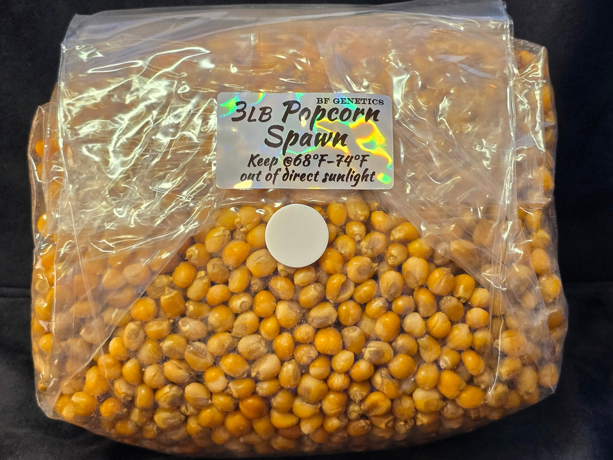 Popcorn Spawn Popcorn Mushroom Spawn – BF Genetics