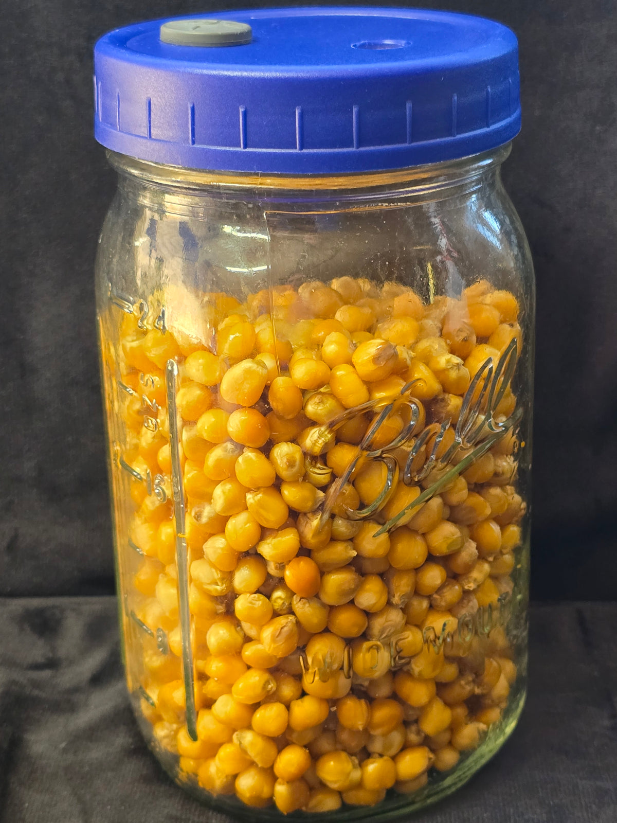 Corn Spawn Popcorn Mushroom Spawn – BF Genetics
