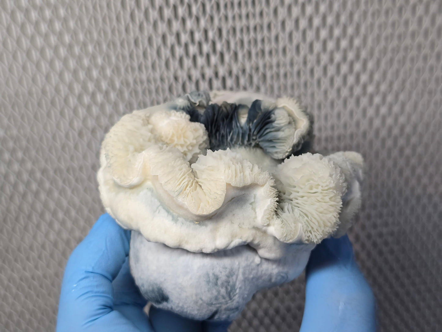 10ml Liquid Culture (LC) Research Syringe