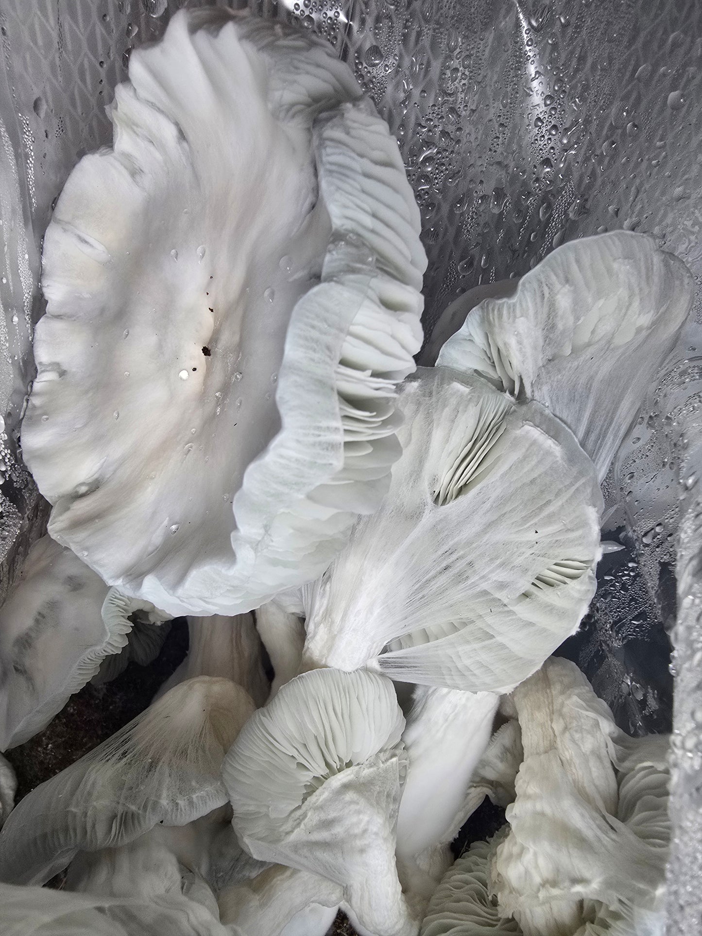 10ml Liquid Culture (LC) Research Syringe