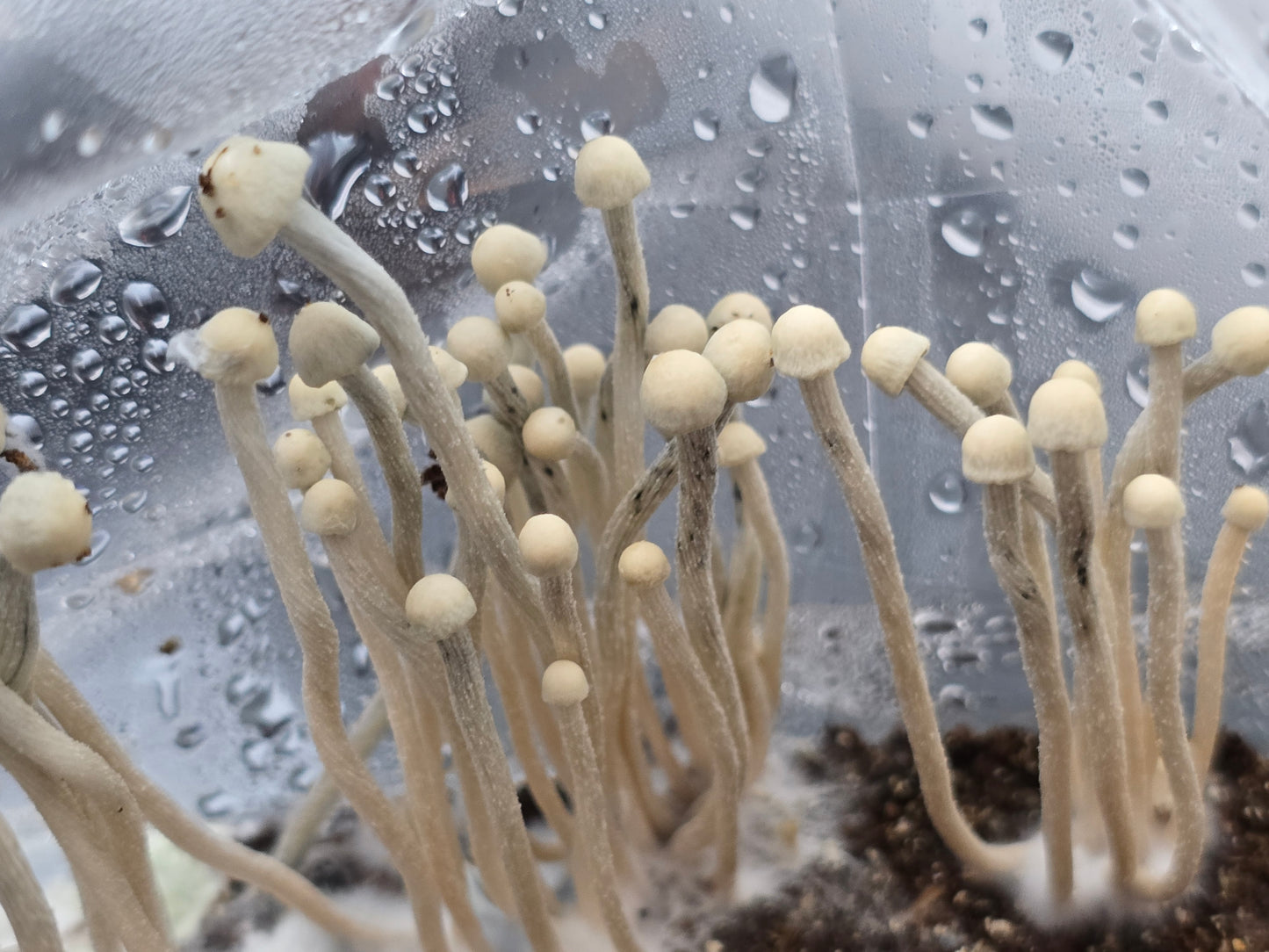 10ml Liquid Culture (LC) Research Syringe